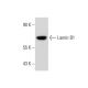 Lamin B1 Antibody (119D5-F1) - Western Blotting - Image 59676