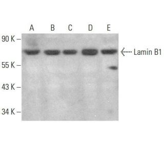 Lamin B1 Antibody (A-11) - Western Blotting - Image 350704 