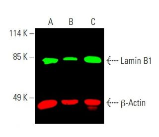 Lamin B1 Antibody (C-12) - Western Blotting - Image 387585 