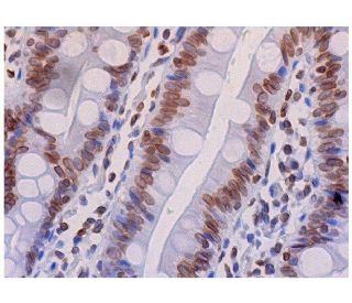 Lamin B1 Antibody (E-12) - Immunohistochemistry - Image 286493 