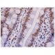 Lamin B1 Antibody (E-12) - Immunohistochemistry - Image 286493 