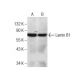 Lamin B1 Antibody (E-12) - Western Blotting - Image 260697 