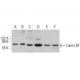 Lamin B1 Antibody (E-12) - Western Blotting - Image 377437