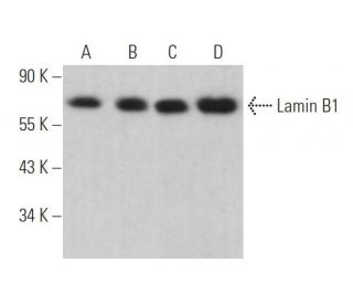 Lamin B1 Antibody (G-1) - Western Blotting - Image 374457 