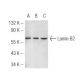 Lamin B2 Antibody (LN43) - Western Blotting - Image 48411
