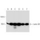 Lamin B2 Antibody (LN43) - Western Blotting - Image 129622 