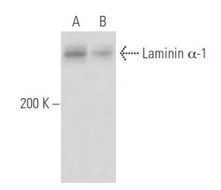 Laminin &alpha;-1 Antibody (F-8) - Western Blotting - Image 15608