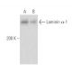 Laminin α-1 Antibody (F-8) - Western Blotting - Image 15608