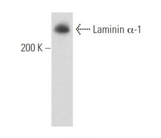Laminin &alpha;-1 Antibody (G-12) - Western Blotting - Image 15609 