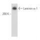 Laminin α-1 Antibody (G-12) - Western Blotting - Image 15609 