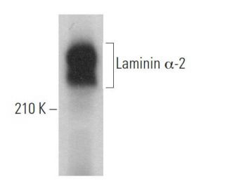 Laminin &alpha;-2 Antibody (4H8-2) - Western Blotting - Image 375023