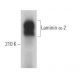 Laminin α-2 Antibody (4H8-2) - Western Blotting - Image 375023