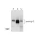 Laminin β-2 Antibody (22) - Western Blotting - Image 136336 