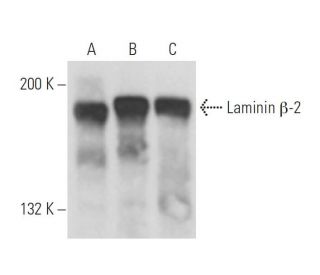 Laminin &beta;-2 Antibody (C4) - Western Blotting - Image 15592 