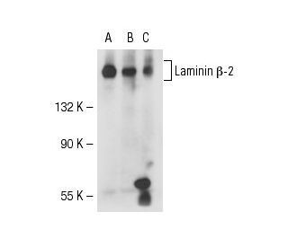 Laminin &beta;-2 Antibody (H-1) - Western Blotting - Image 51583 
