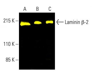 Laminin β-2 Antibody (C4) - Western Blotting - Image 403322