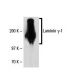 Laminin γ-1 Antibody (3E10) - Western Blotting - Image 19527 