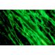 Laminin γ-1 Antibody (A5) - Immunofluorescence - Image 12156 
