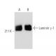 Laminin γ-1 Antibody (A5) - Western Blotting - Image 11132