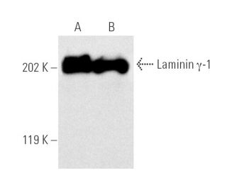 Laminin &gamma;-1 Antibody (B-4) - Western Blotting - Image 5313 