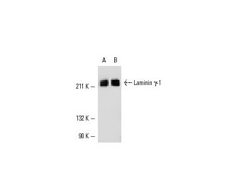 Laminin &gamma;-1 Antibody (D-3) - Western Blotting - Image 11141 