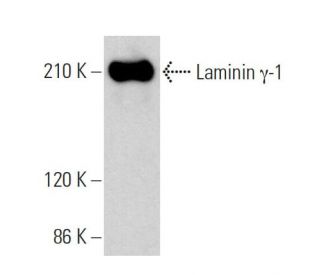 Laminin γ-1 Antibody (D-3) - Western Blotting - Image 359756