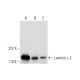 Laminin γ-2 Antibody (H-8) - Western Blotting - Image 295997 