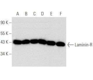 Laminin-R Antibody (A-7) - Western Blotting - Image 356624 