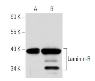 Laminin-R Antibody (G-7) - Western Blotting - Image 39094 