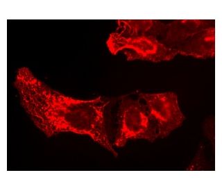 Laminin-R Antibody (MLuC5) - Immunofluorescence - Image 142923 