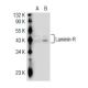 Laminin-R Antibody (MLuC5) - Western Blotting - Image 33114