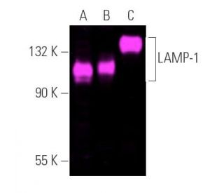 LAMP1 Antibody (1D4B) - Western Blotting - Image 390722 