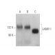 LAMP1 Antibody (4E151) - Western Blotting - Image 375037 