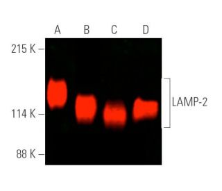 LAMP-2 Antibody (H4B4) - Western Blotting - Image 390273 