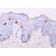 Langerin Antibody (H-4) - Immunohistochemistry - Image 378079 