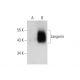 Langerin Antibody (H-4) - Western Blotting - Image 131201
