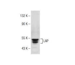 LAP Antibody (J-17A) - Western Blotting - Image 146484 