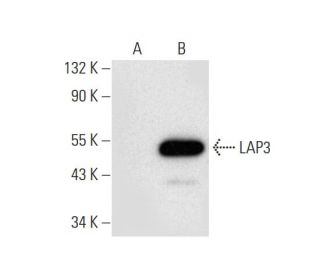 LAP3 Antibody (E-9) - Western Blotting - Image 305861 