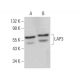 LAP3 Antibody (E-9) - Western Blotting - Image 376050