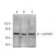 LAPSER1 Antibody (F-11) - Western Blotting - Image 372499 