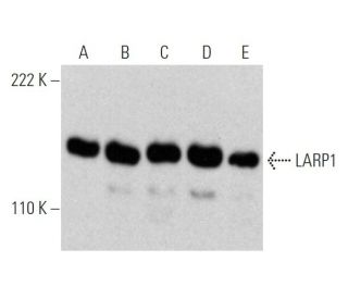 LARP1 Antibody (A-8) - Western Blotting - Image 370515 