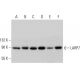 LARP7 Antibody (E-5) - Western Blotting - Image 344564 