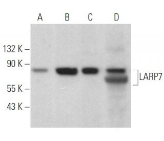 LARP7 Antibody (G-3) - Western Blotting - Image 359280 
