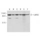 LARS2 Antibody (G-5) - Western Blotting - Image 331173 