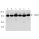 LARS2 Antibody (G-9) - Western Blotting - Image 319903 