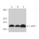 LASP-1 Antibody (B-3) - Western Blotting - Image 365616 