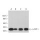 LASP-1 Antibody (B-3) - Western Blotting - Image 382358 