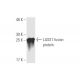LASS1 Antibody (3F9) - Western Blotting - Image 349031