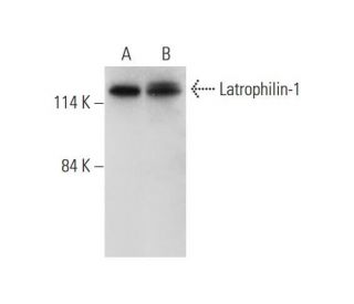 Latrophilin-1 Antibody (A-4) - Western Blotting - Image 323817 