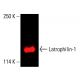 Latrophilin-1 抗体 (A-4):sc-514562。TK-1 全细胞裂解液中 Latrophilin-1 表达的近红外 Western blot 分析。所用检测试剂:m-IgG1 BP-CFL 790:sc-533666。使用 UltraCruz® 封闭剂进行封闭:sc-516214。 Latrophilin-1 Antibody (A-4) - Western Blotting - Image 416620